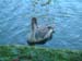 Swan-lake-a